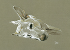 Link to Animals Fine Art gallery