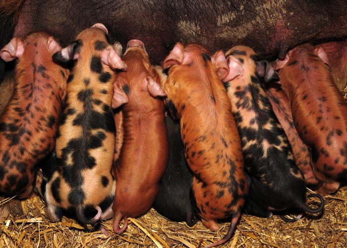 Dinner Time!