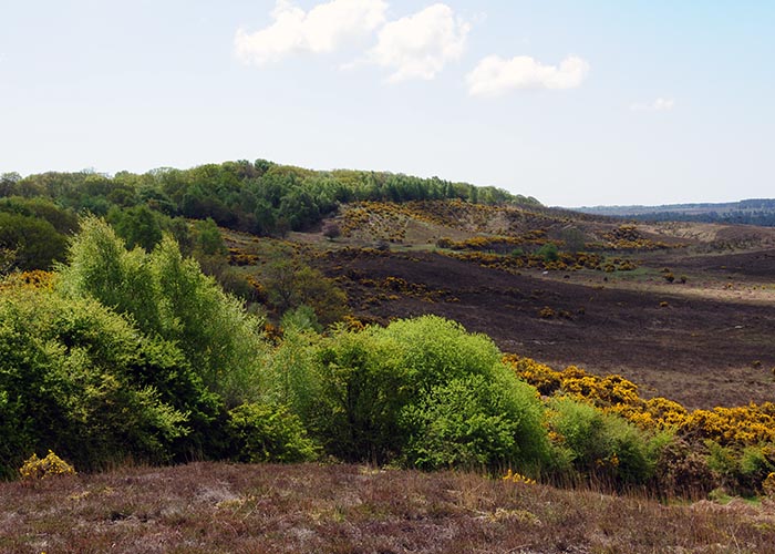 New Forest in summer