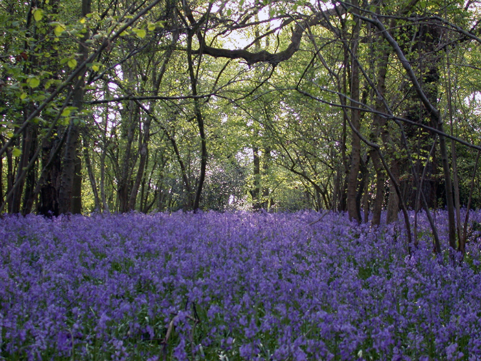 Cranborne Bluebells