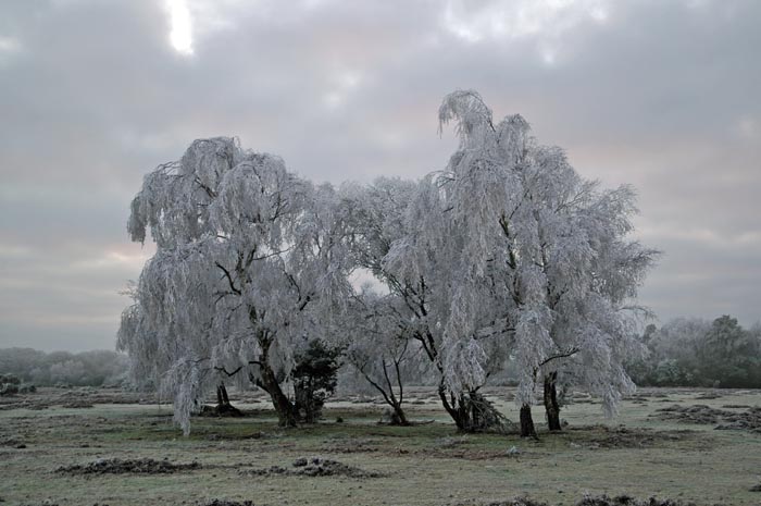 Frost laden trees on the forest