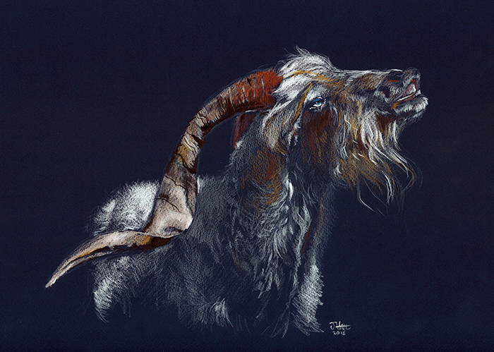 Pashmina Goat