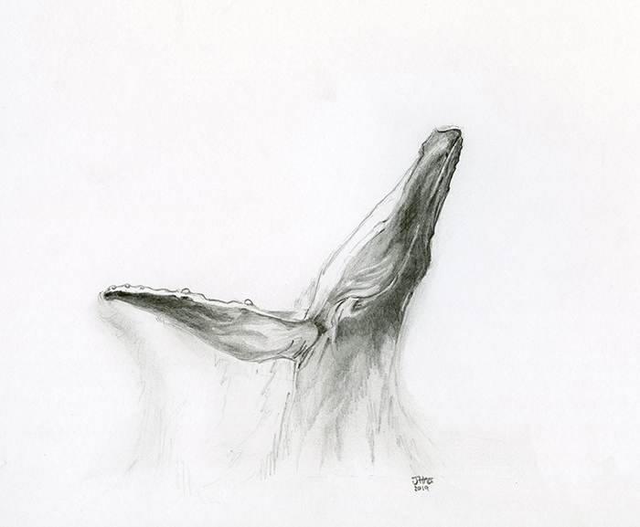 Humpback Whale