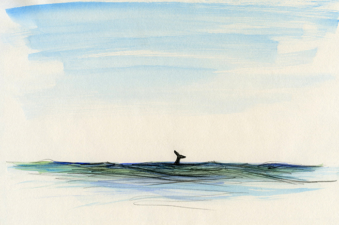 Humpback Whale